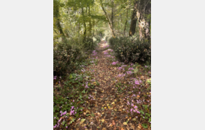 Bienvenue sur le site des Foulées de Cholette Surimeau