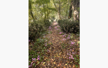 Bienvenue sur le site des Foulées de Cholette Surimeau